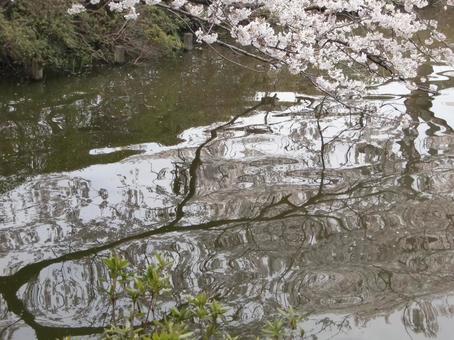 水面の反射風景-4 水面の反射風景-4 水面,ゆらゆら,反射の写真素材