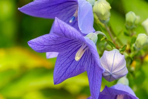鮮やかな紫色の桔梗の花 鮮やかな紫色の桔梗の花の写真