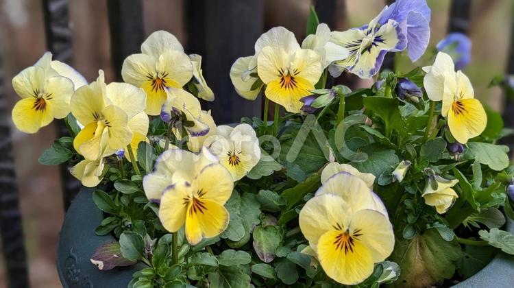 ３月の我が家の花たち 花,ビオラ,寄せ植えの写真素材