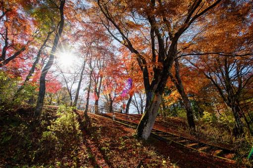 湖畔の紅葉 湖畔の紅葉の写真