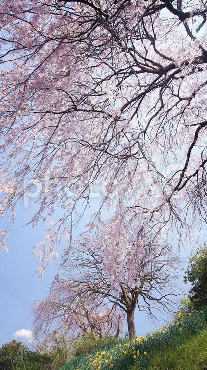 枝垂桜-253 枝垂桜,ヤエベニシダレ,ピンクの写真素材