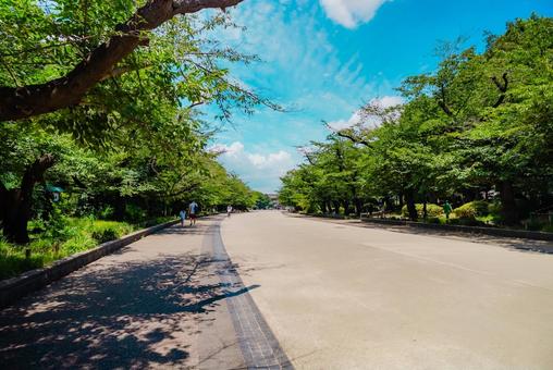 【東京】上野公園 2025 【東京】上野公園 2025 上野公園,公園,上野の写真素材