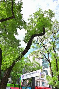 仁寺洞 仁寺洞 仁寺洞,韓国,観光の写真素材