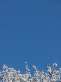青空 青空の写真