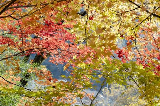 Autumn leaves in Japan, JPG