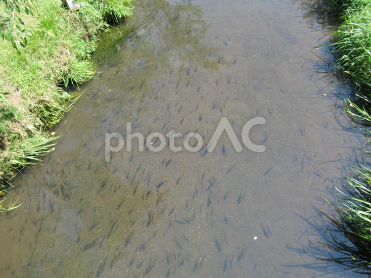 世界文化遺産の山梨県、忍野八海の風景 忍野八海,湧水群,湧水の写真素材