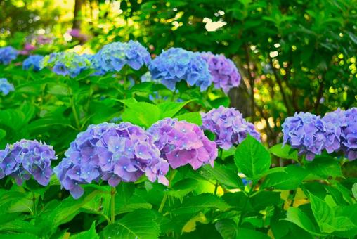 紫の紫陽花 紫の紫陽花の写真