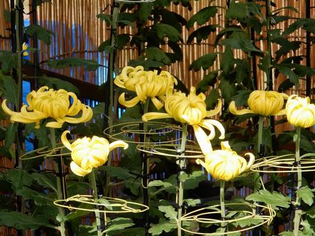 【花の写真】福山菊花展覧会の風景 キク,菊,菊花展の写真素材