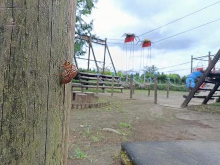 セミの抜け殻 セミの抜け殻 せみ,抜け殻,脱皮の写真素材