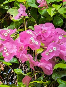 ブーゲンビリア ブーゲンビリア,花,熱帯植物の写真素材