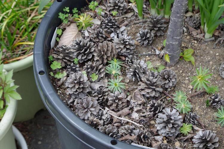 マツボックリが敷き詰められた植木鉢 マツボックリ,敷く,植木鉢の写真素材