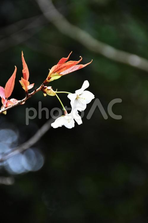 桜（山桜・ヤマザクラ） 桜,山桜,花見の写真素材