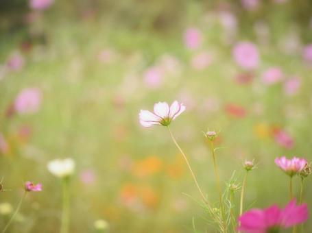 秋桜の花畑の写真