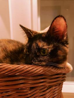 ねこ ねこの写真