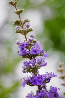 セイヨウニンジンボク⑶の写真