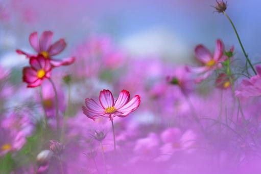 Fantastic Cosmos-2, JPG