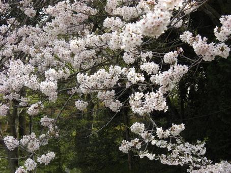 清水公園の桜-32 清水公園の桜-32の写真