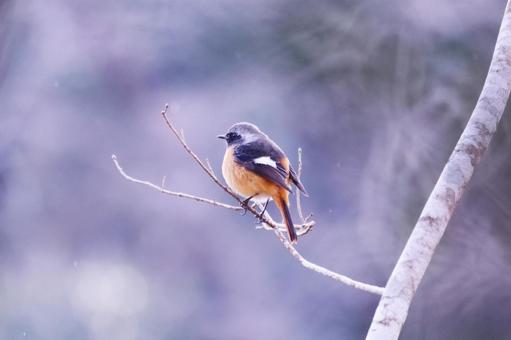枝にとまるジョウビタキのオス 枝にとまるジョウビタキのオス 野鳥,ジョウビタキ,鳥の写真素材