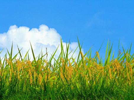 稲穂と青空2-7 稲穂と青空2-7の写真