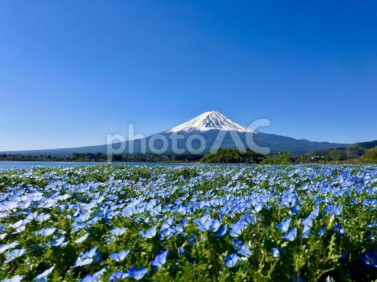 富士山と河口湖大石公園のネモフィラ 富士山,河口湖,湖畔の写真素材