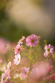 朝日に優しく輝く秋桜のクローズアップ コスモス,秋桜,花の写真素材