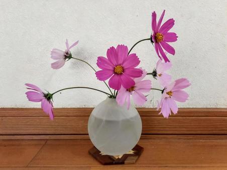 一輪挿しのコスモス コスモス,花瓶,フラワーアレンジメントの写真素材