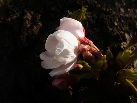 可愛くふっくらと咲きました 可愛くふっくらと咲きましたの写真