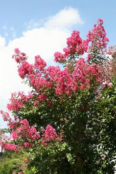 サルスベリ・猿滑り　咲く風景 サルスベリ,花木,夏の写真素材