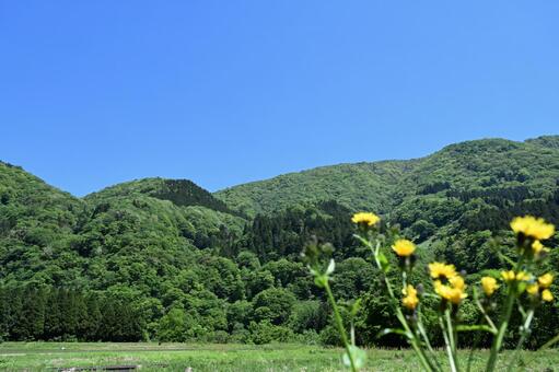 山コウゾリナ コウゾリナ,自然,風景の写真素材