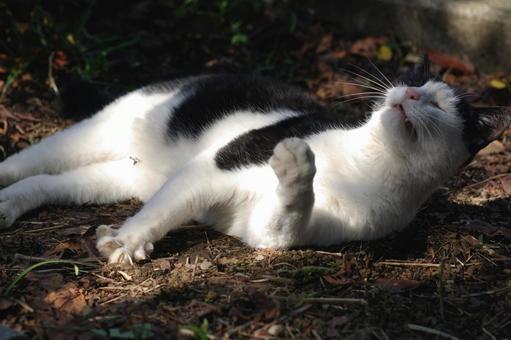 Black and white cat grooming itself in a flower bed③, JPG