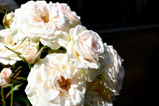 薄いピンクのバラ 薄いピンクのバラ 薔薇,バラ,ピンクのバラの写真素材
