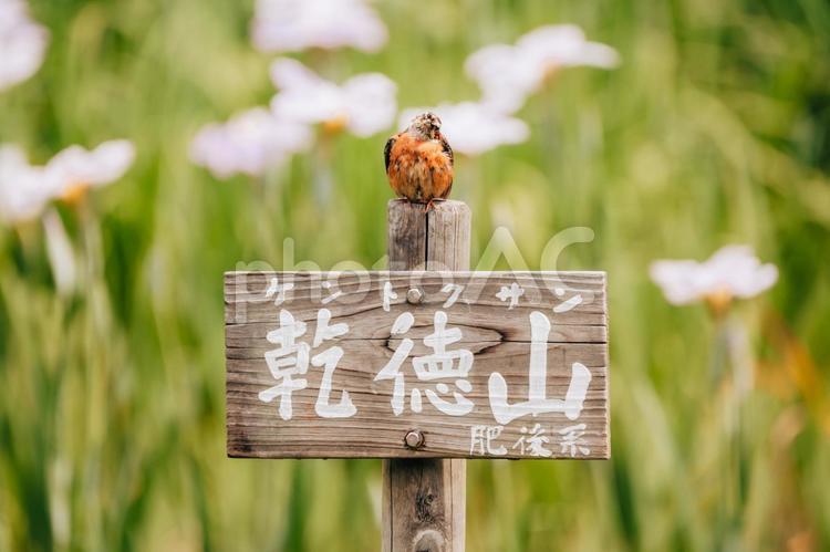 ホオジロさんが首をかしげています ホオジロ,野鳥,小鳥の写真素材