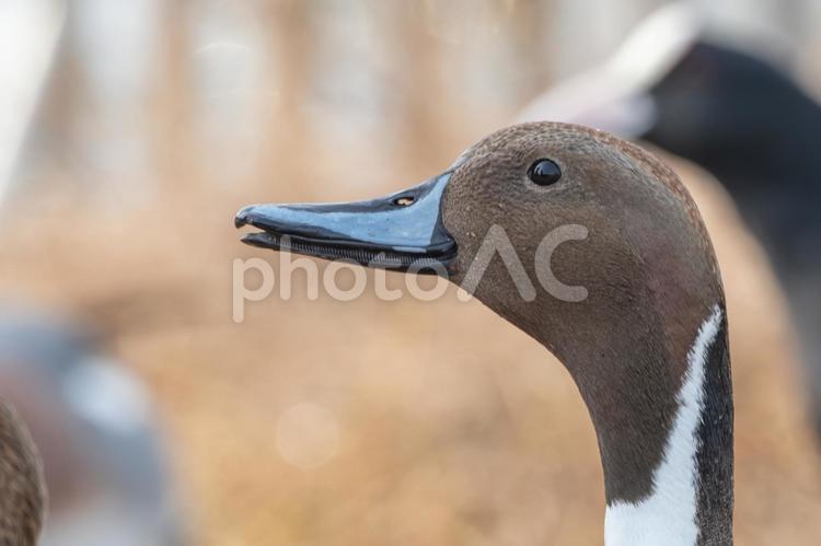 オナガガモの横顔 オナガガモ,鴨,野鳥の写真素材