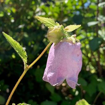 Bellflower Light Purple, JPG