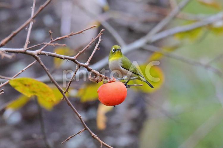 柿狙うﾒｼﾞﾛ 野鳥,秋,自然の写真素材