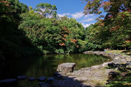 秋の始まり 秋の始まり 紅葉,始まり,イロハモミジの写真素材