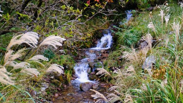 秋の小川 植物,ススキ,綿毛の写真素材