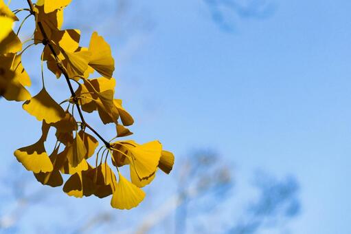青空を背景にしたイチョウの葉 イチョウ,銀杏,葉の写真素材