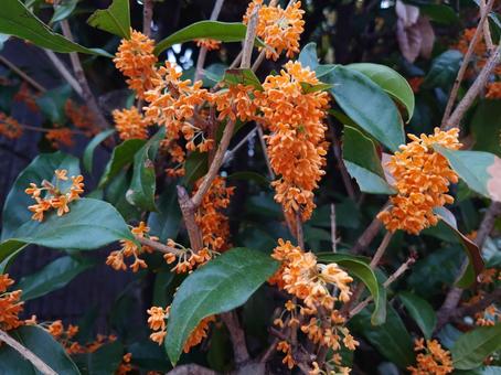 金木犀:濃い花色 金木犀:濃い花色 キンモクセイ,巌桂,桂花の写真素材