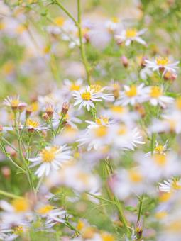 ノコンギクの写真