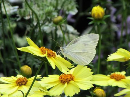 Cabbage white butterfly and yellow cosmos b, JPG