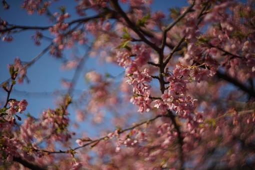 揺れる桜の花びら 揺れる桜の花びらの写真