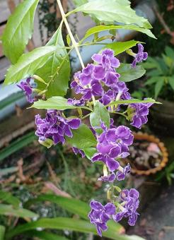 デュランタの写真