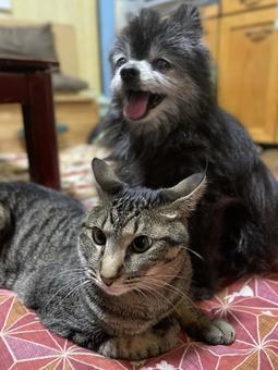 うちの子達 うちの子達 ポメラニアン,キジトラ猫,黒ポメラニアンの写真素材