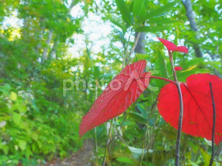 北海道羊蹄山・半月湖・小さな秋 紅葉,もみじ,秋の写真素材