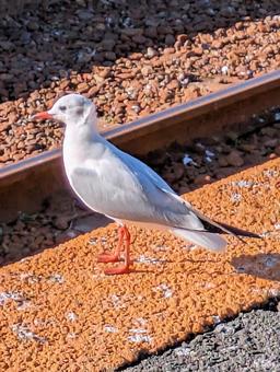 プラットホームの上に留まるユリカモメ ユリカモメ,冬,秋の写真素材