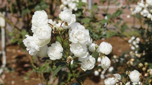 ばらの花 rose,植物,園芸の写真素材