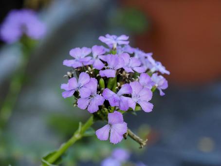 ハマナデシコのある風景 ハマナデシコのある風景 ハマナデシコ,花,雑草の写真素材