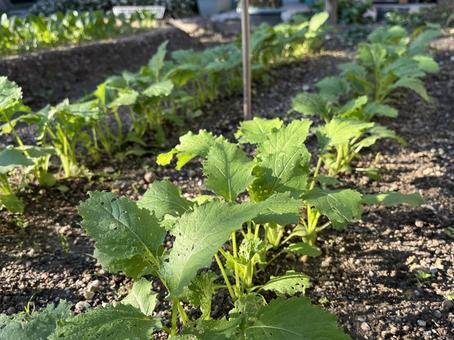 野菜づくりの畑 野菜づくり,畑,蕪の写真素材