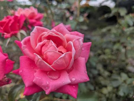 薔薇 薔薇の写真